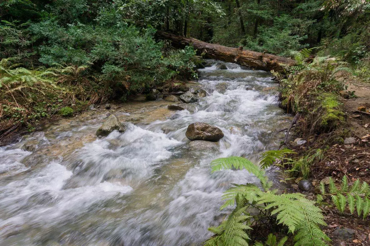 creek running through Henry Cowell Redwoods State Park