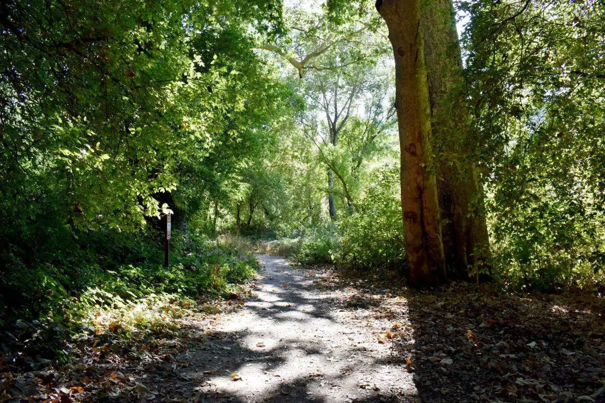 hiking trail through Henry Cowell Redwoods State Park
