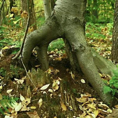 Laurel Ridge State Park