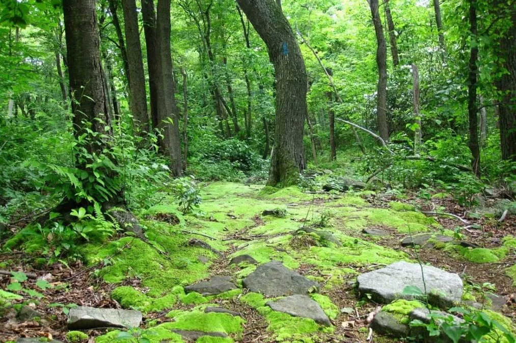 Laurel Summit State Park 64 Wolf Rock Loop trail at Laurel Summit State Park