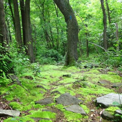 Michaux State Forest