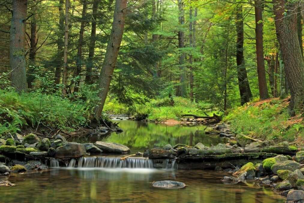 White Deer Creek at McCalls Dam State Park
