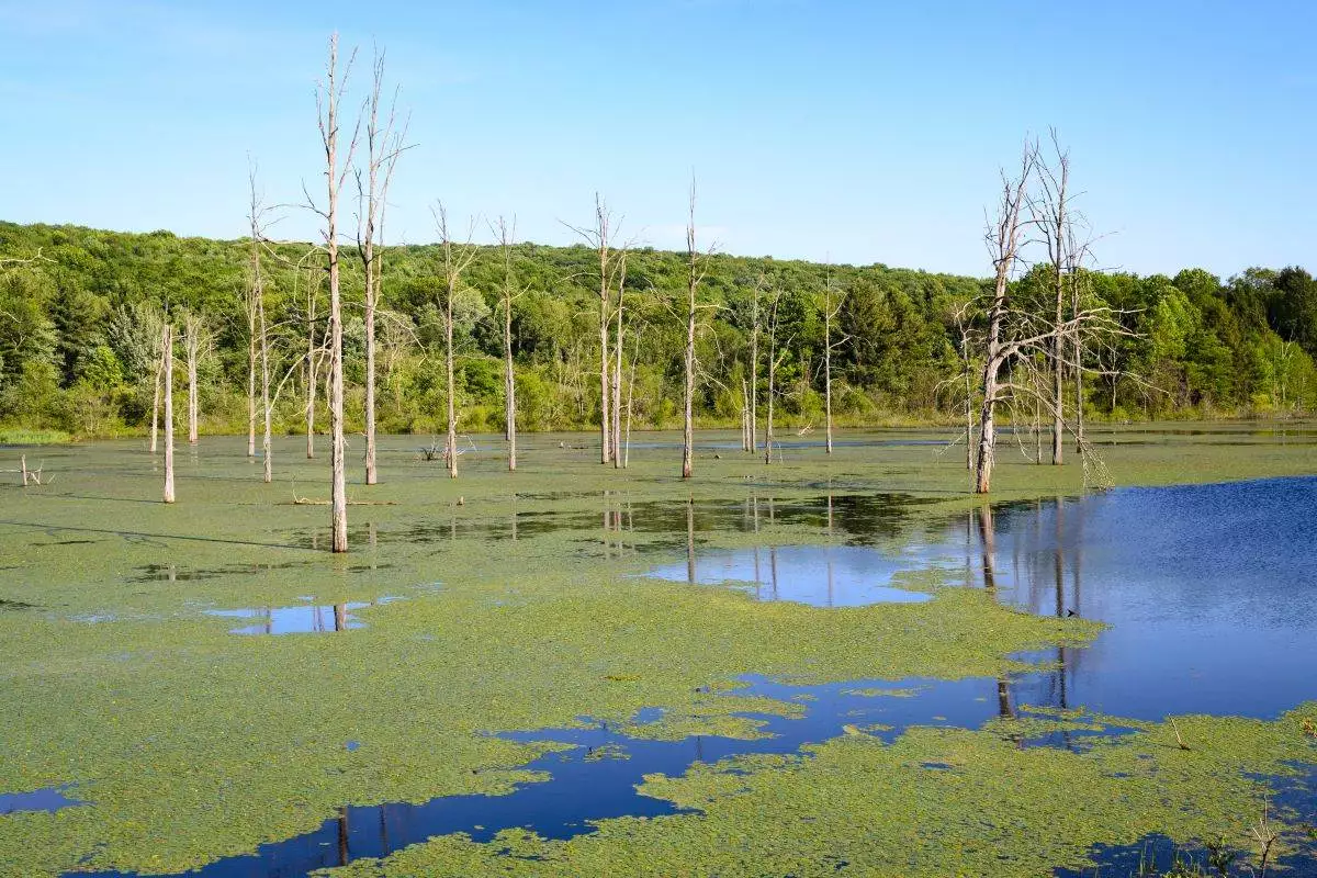 a swamp with algae on top at Oil Creek State Park