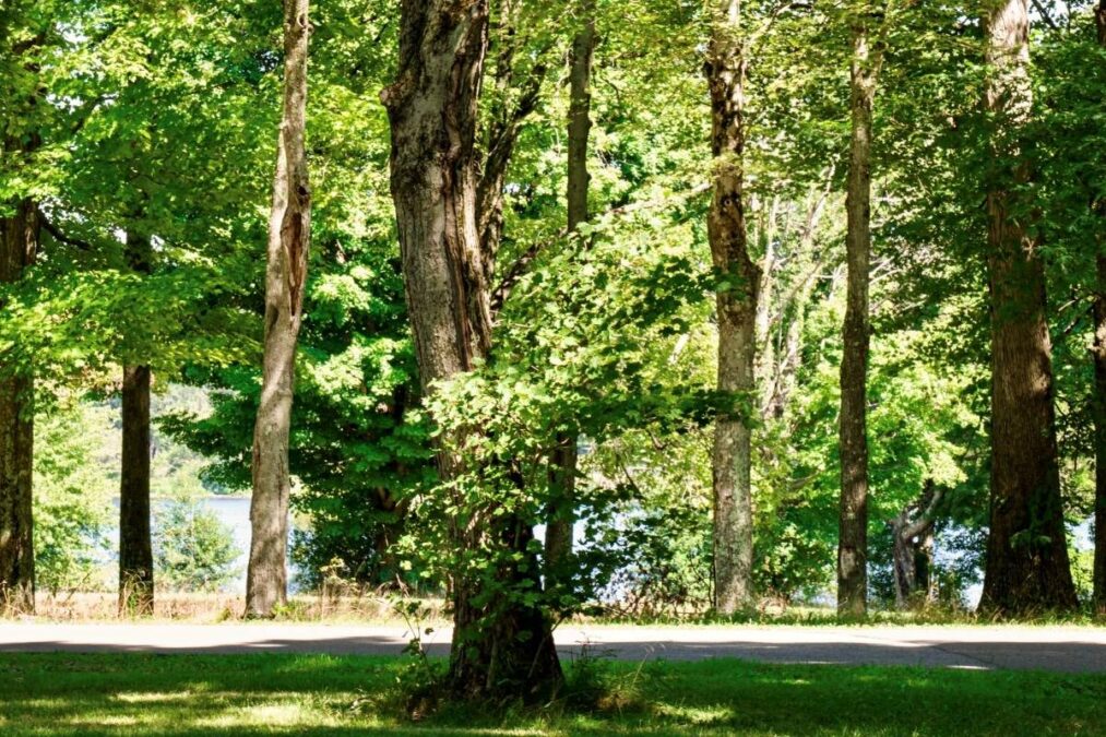 Trees along the lake at Pymatuning State Park in Pennsylvania