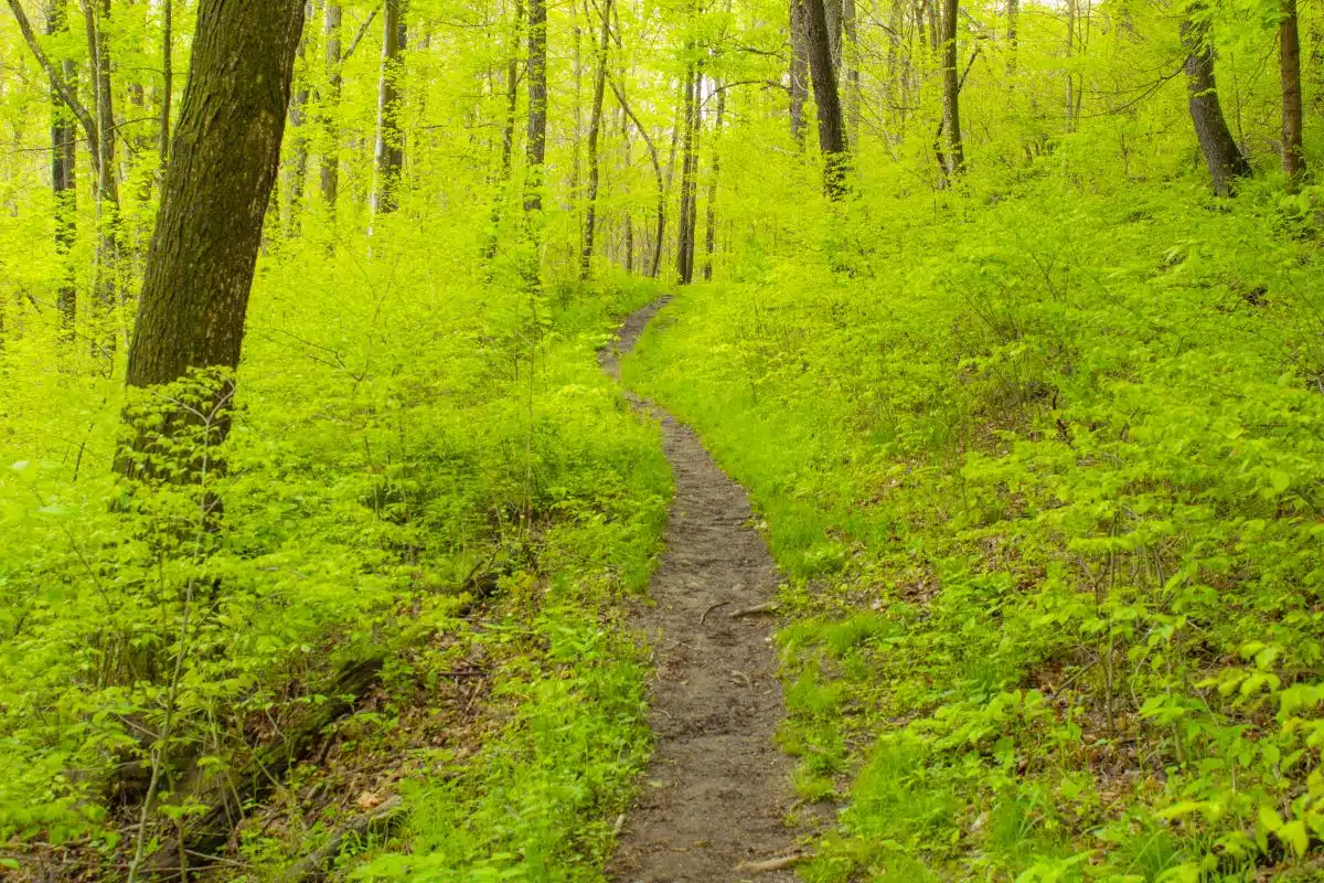 hiking trail through the woods at Raccoon Creek State Park
