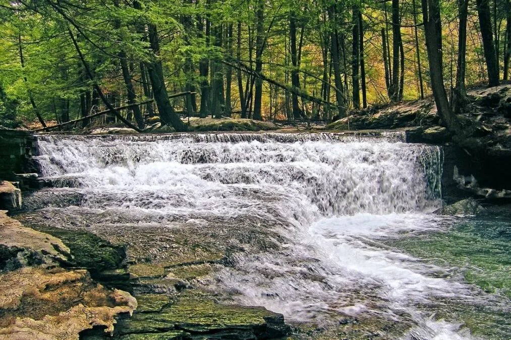 Salt Springs State Park 115 Fall Brook passes through Salt Springs State Park