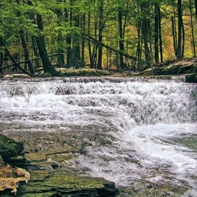 Salt Springs State Park
