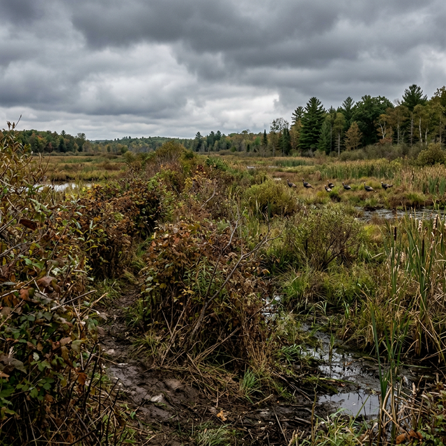 Photorealistic dense hedgerow and untamed wetland border in Michigan wilderness