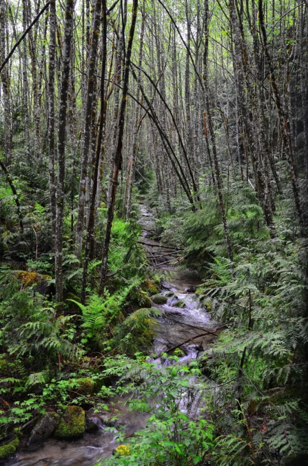 25 Mile Creek State Park 1 25 Mile Creek State Park (Washington)