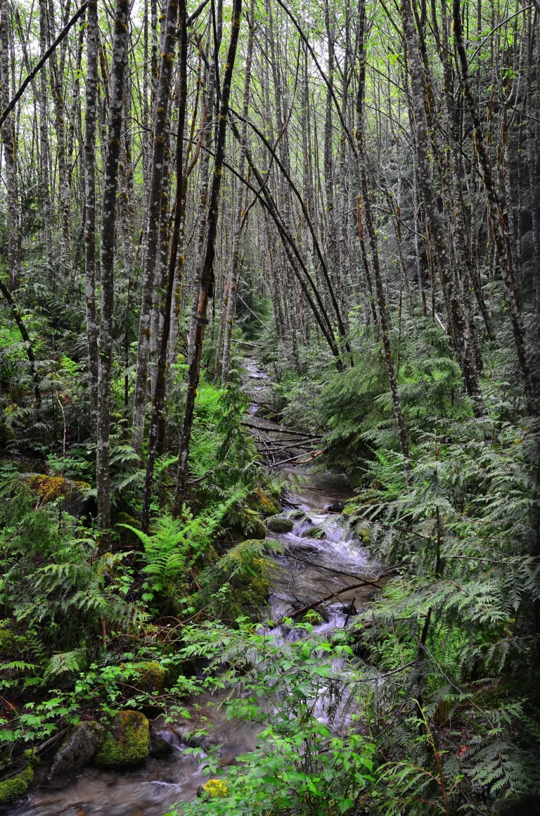 25 Mile Creek State Park