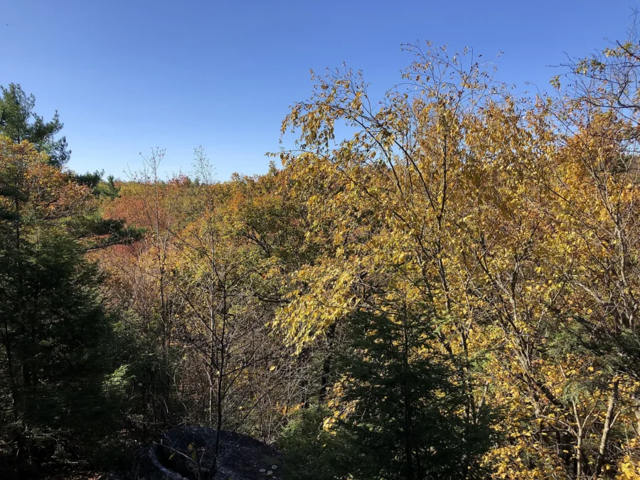 Autumn forest seen from the Bearfort Ridge Trail in Abram S. Hewitt State Forest, New Jersey