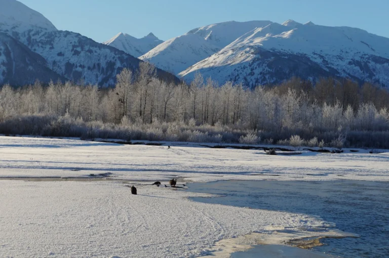 Alaska Chilkat Bald Eagle Preserve