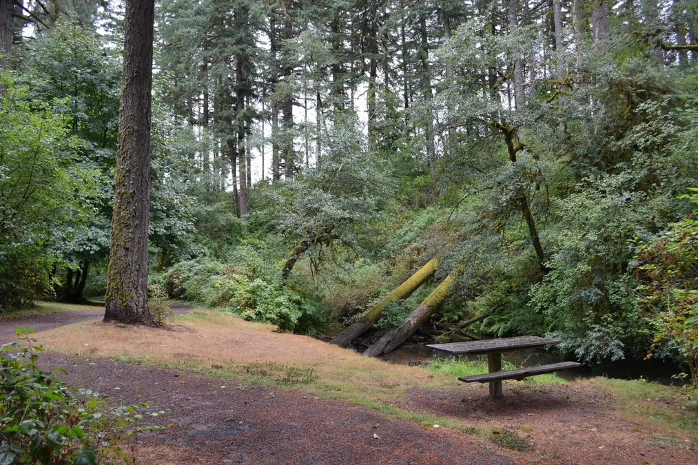 Alderwood State Wayside 3 Picnic table in a clearing of tall Douglas firs and mossy woods, Alderwood State Wayside, Oregon