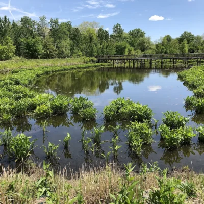 Alewife Brook Reservation