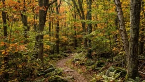 Algonquin State Forest