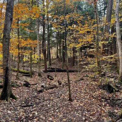 Allegany State Park