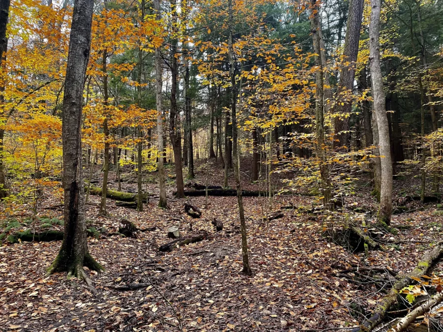 Allegany State Park 2 Leaf-covered trail to Bridal Falls in Allegany State Park, New York