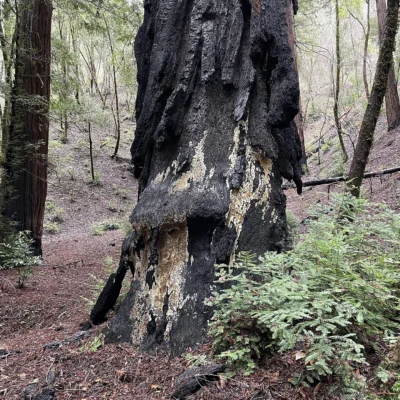 Armstrong Redwoods State Natural Reserve