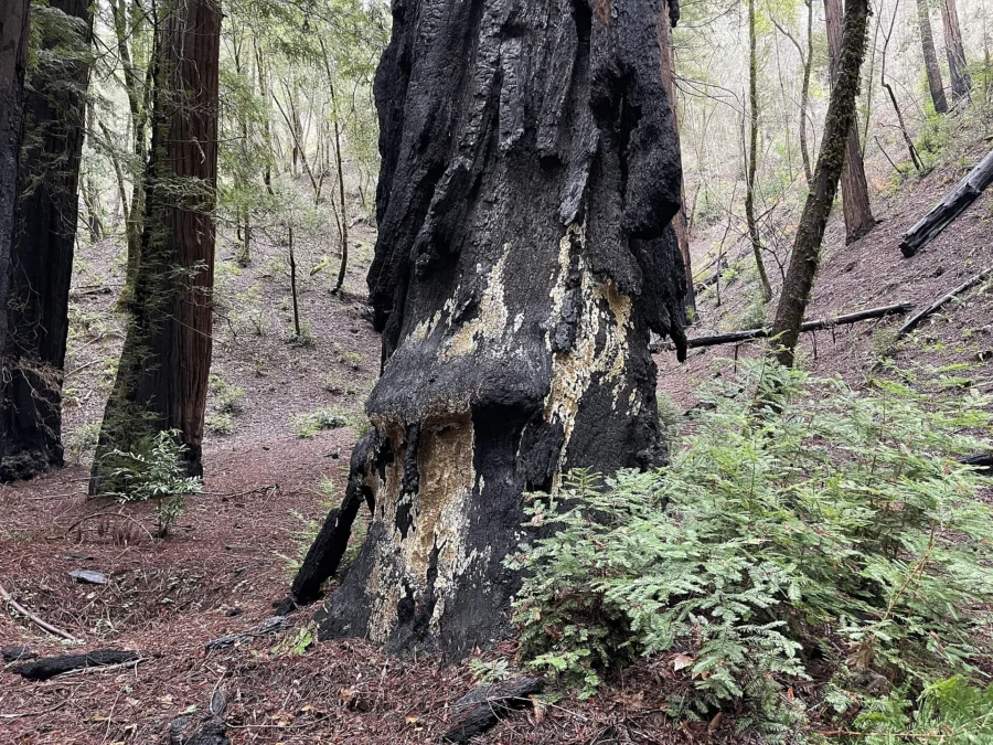 Armstrong Redwoods State Natural Reserve 12 Armstrong Redwoods State Natural Reserve (California)