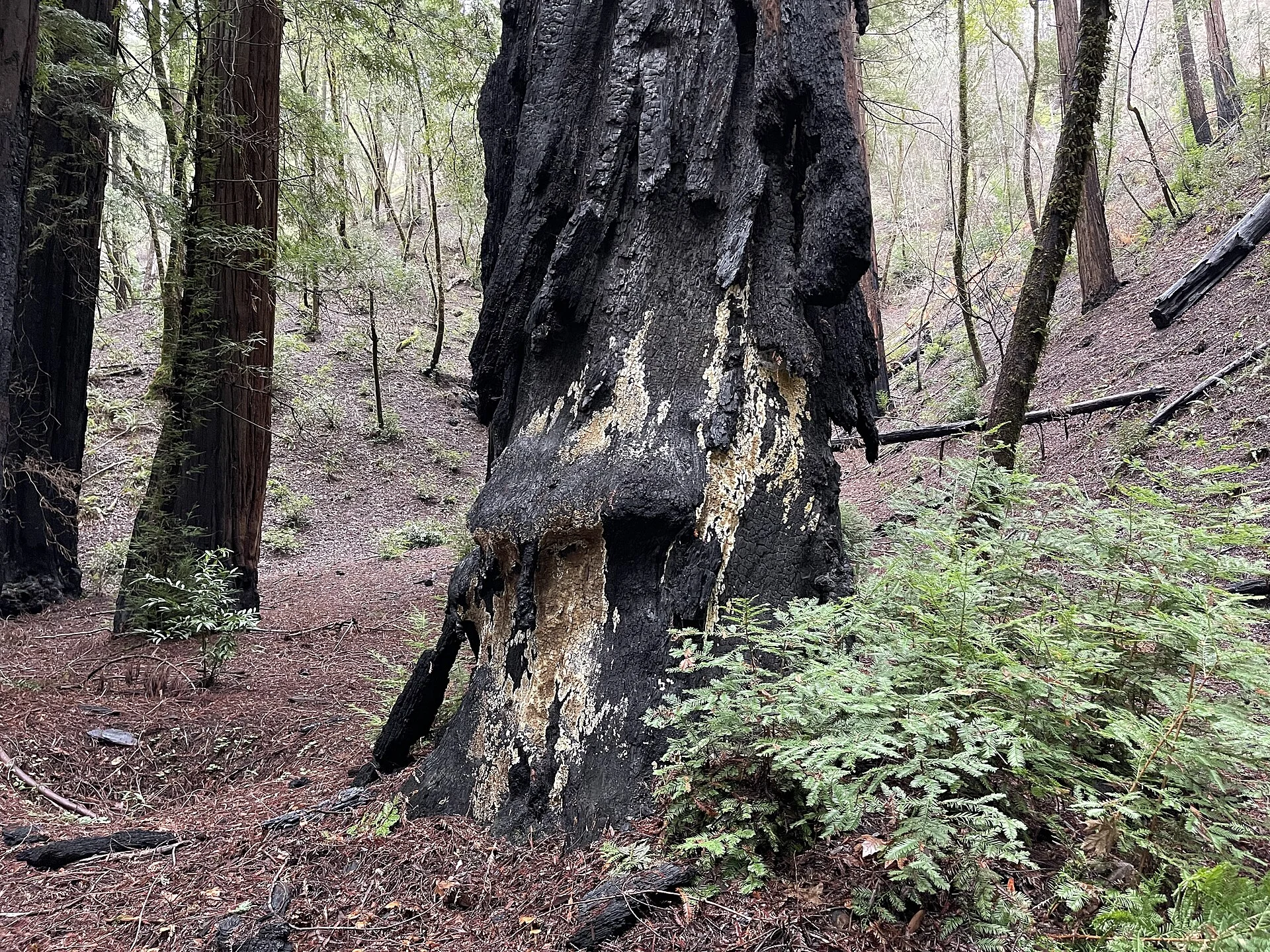 Armstrong Redwoods State Natural Reserve
