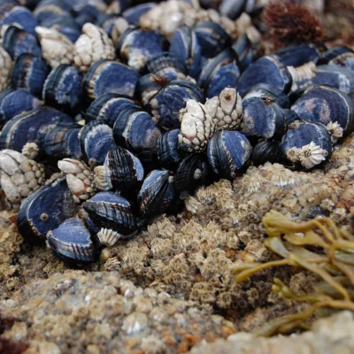 Asilomar State Beach