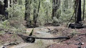 Austin Creek State Recreation Area