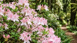 Azalea State Natural Reserve