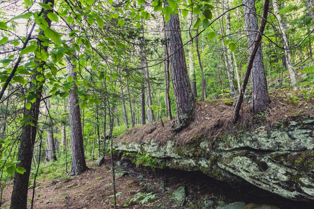 Mossy sandstone ledge under pines and young hardwoods in Banning State Park, Minnesota