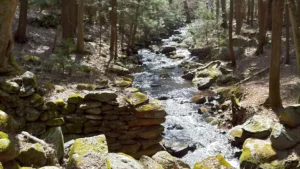 Bartlett Brook Wildlife Management Area
