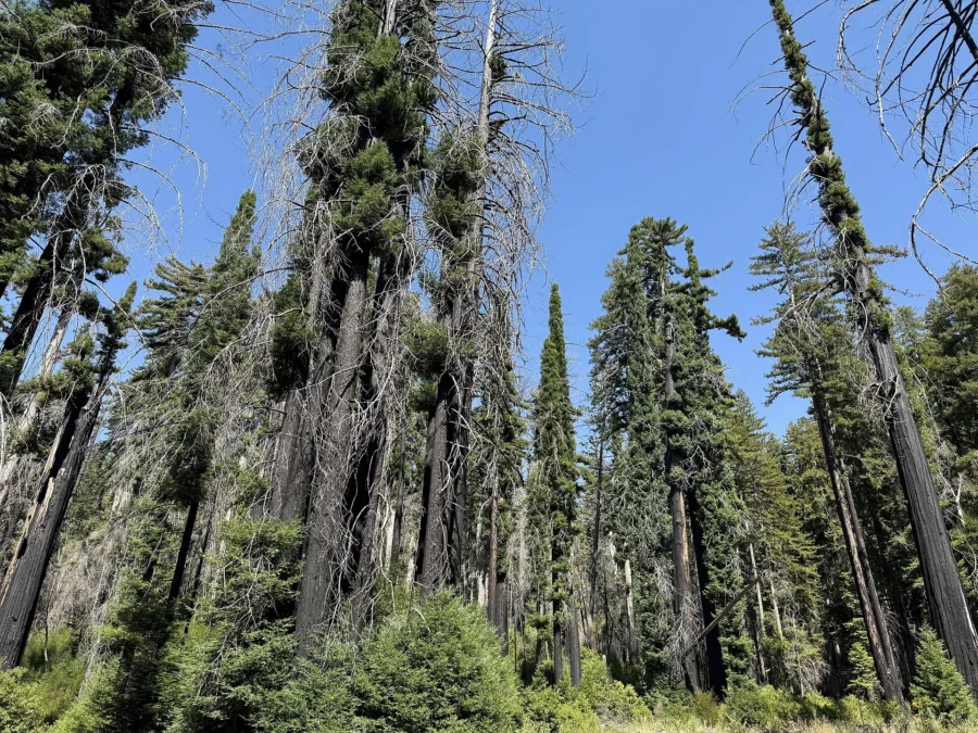Basin Trail State Park 21 Basin Trail State Park (California)