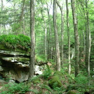 Beartown State Park
