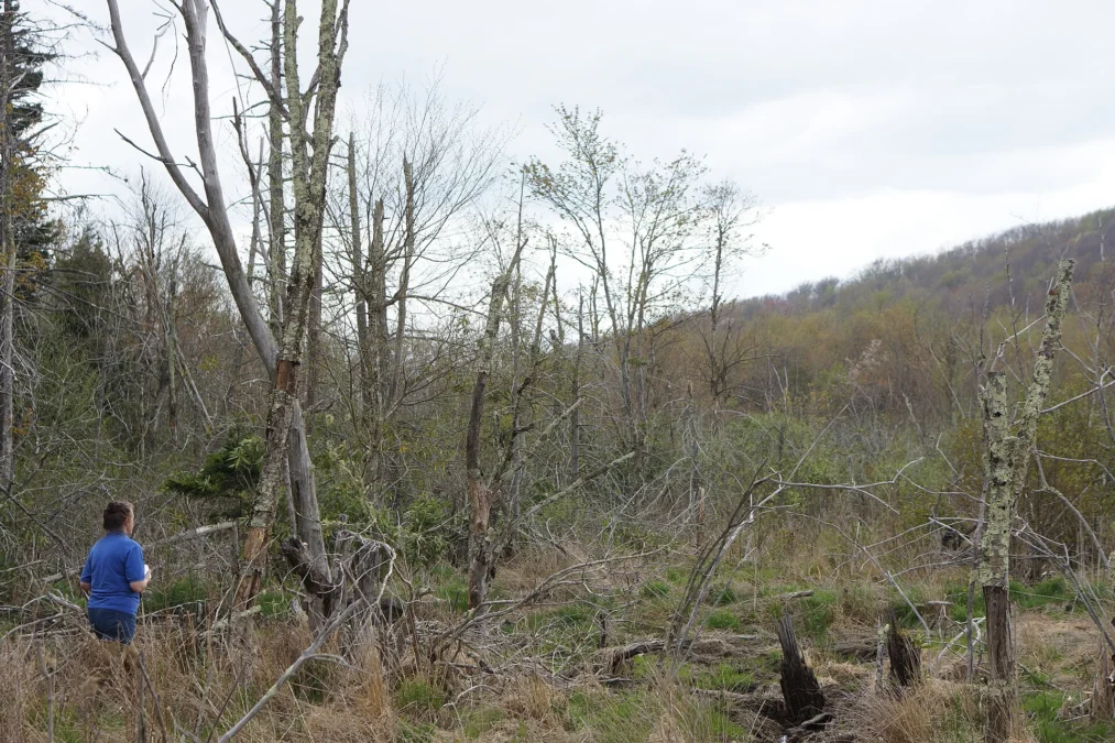 Beech Creek Bog State Natural Area (North-Carolina)