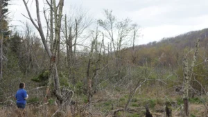 Beech Creek Bog State Natural Area