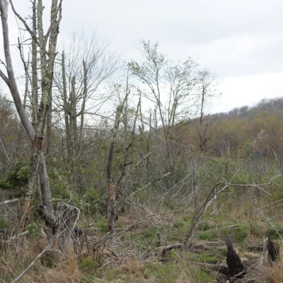 Beech Creek Bog State Natural Area