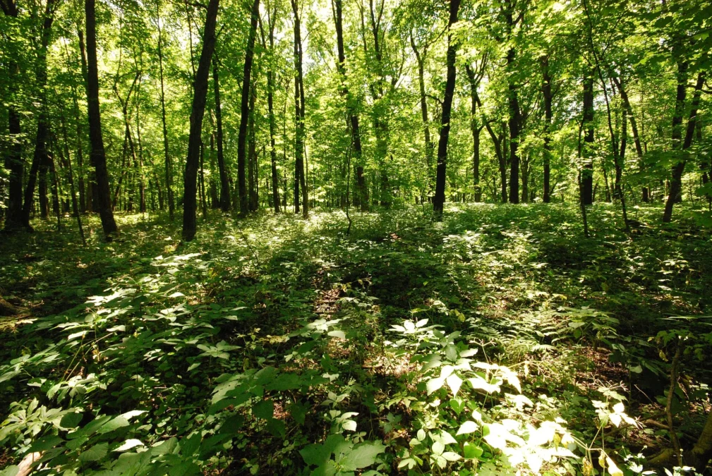 Belmont Mound State Park 3 Woodland at Belmont Mound State Park, Wisconsin