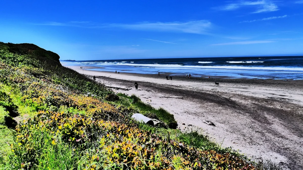 Beverly Beach State Park 13 Grassy bluff above a long sandy beach with walkers along the surf, Beverly Beach State Park, Oregon