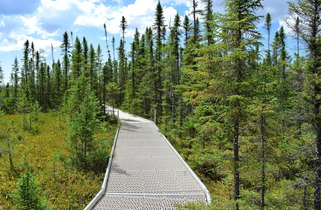Boardwalk in the Big Bog State Recreation Area, near Waskish, Minnesota