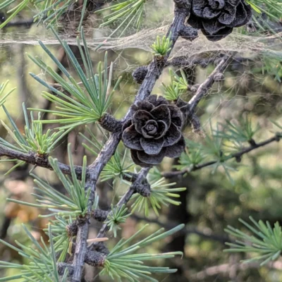 Birch Lake State Recreation Site