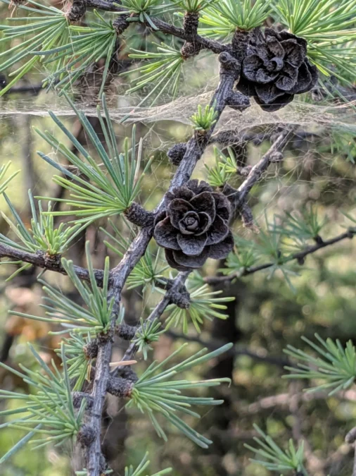 Birch Lake State Recreation Site (Alaska)