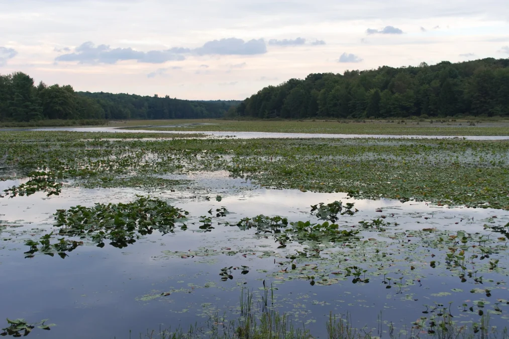 Black Moshannon Lake with lily pads at dusk, Black Moshannon State Park, Pennsylvania