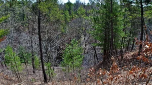 Black River State Forest
