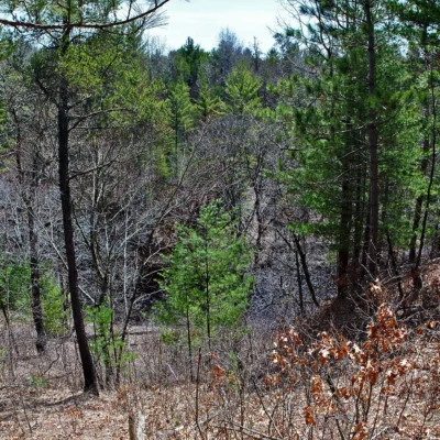 Black River State Forest