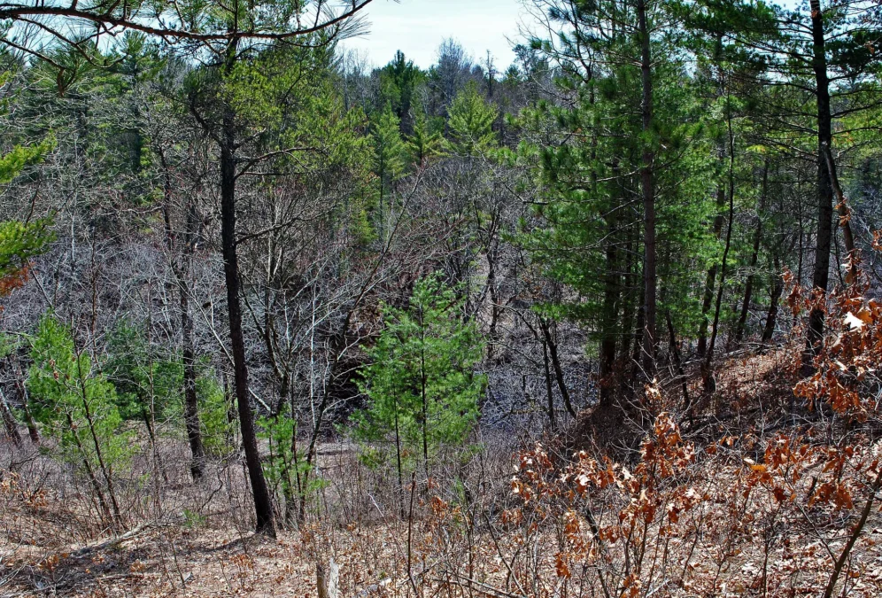 Black River State Forest (Wisconsin)