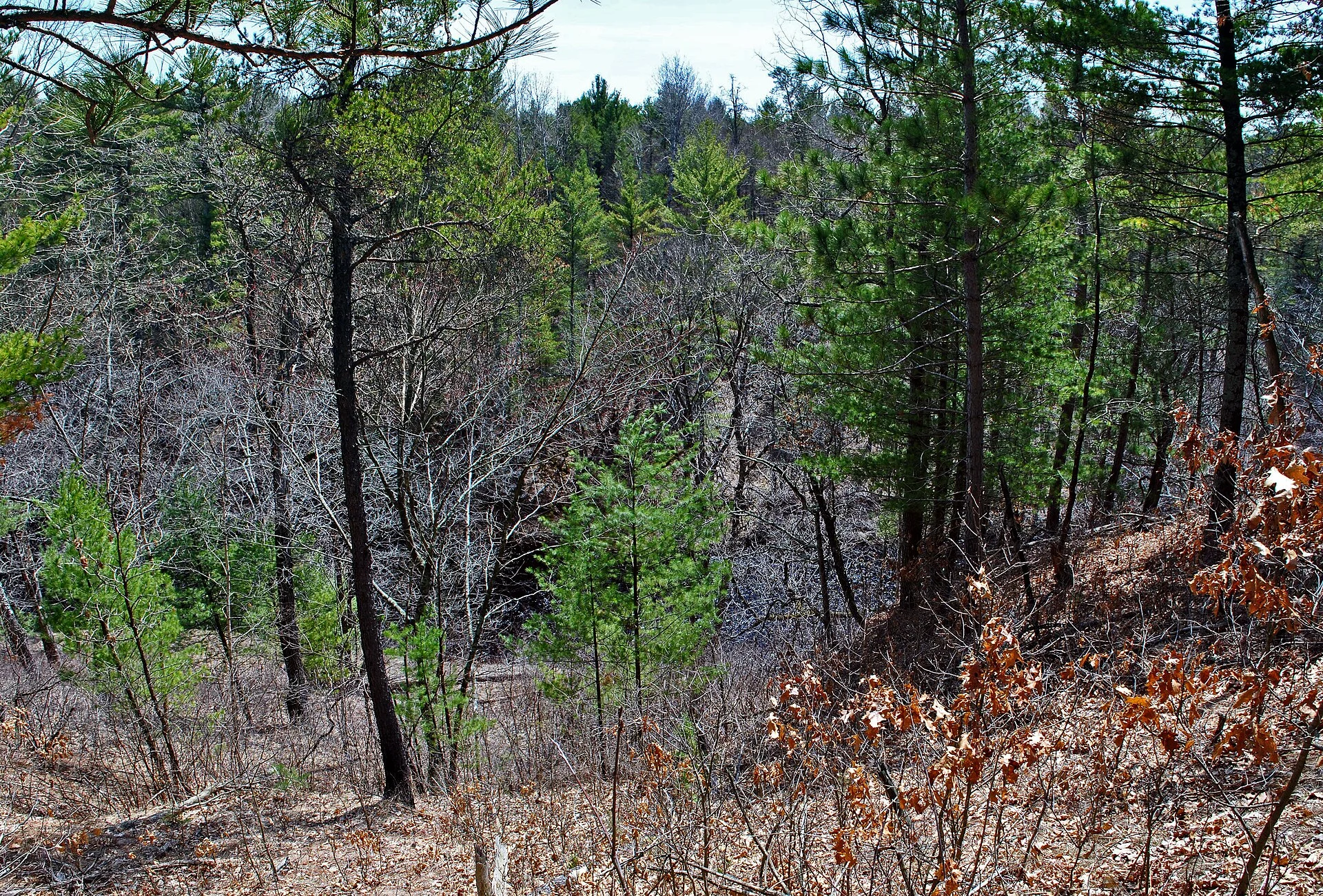 Black River State Forest
