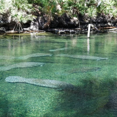 Blue Spring State Park