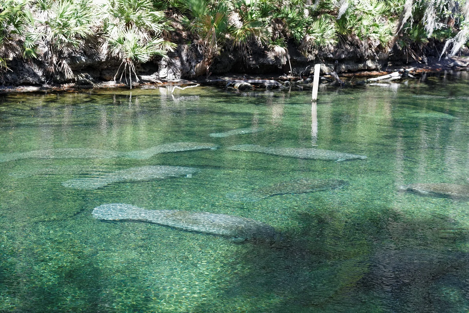 Blue Spring State Park