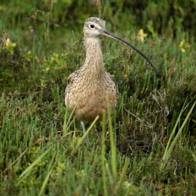 Bolsa Chica Ecological Reserve