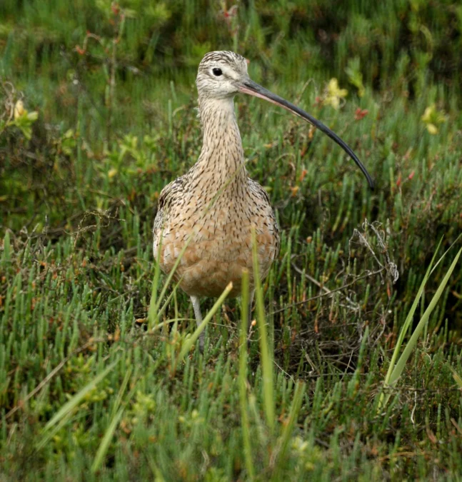 Bolsa Chica Ecological Reserve 7 Long-billed curlew in the grass at Bolsa Chica Ecological Reserve in Huntington Beach, California
