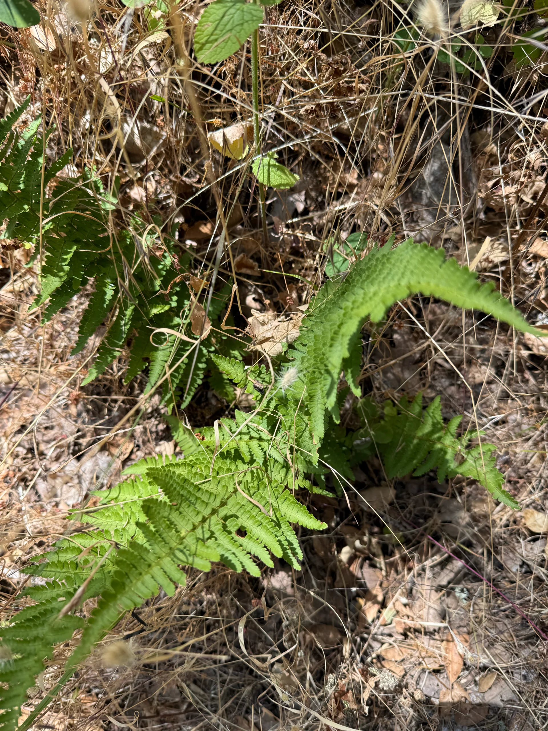 Bothe-Napa Valley State Park