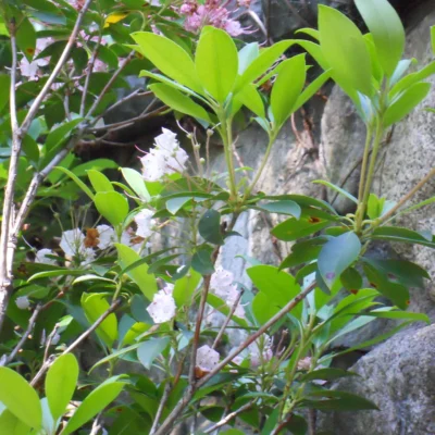 Bradley Palmer State Park